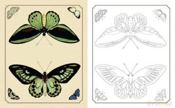 Amazing Butterflies Colouring Book: Beautiful illustrations to inspire creativity (Arcturus Classic Nature Colouring) - David Woodroffe [KSIĄŻKA]