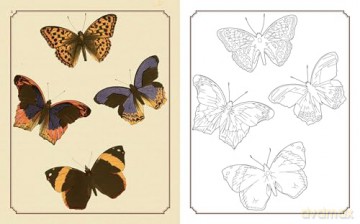 Amazing Butterflies Colouring Book: Beautiful illustrations to inspire creativity (Arcturus Classic Nature Colouring) - David Woodroffe [KSIĄŻKA]