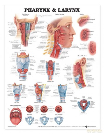 Anatomical Chart Pharynx and Larynx - Anatomical Chart Com [KSIĄŻKA]