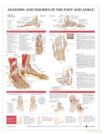 Anatomy And Injuries Of The Foot And Ankle: (laminated) - Anatomical Chart Com [KSIĄŻKA]