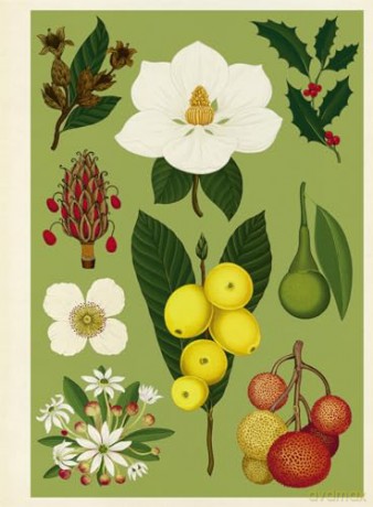 Arboretum Poster Book: 28 Pull Out Posters inside (Welcome To The Museum) - Royal Botanic Garden [KSIĄŻKA]