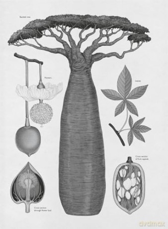 Arboretum Poster Book: 28 Pull Out Posters inside (Welcome To The Museum) - Royal Botanic Garden [KSIĄŻKA]
