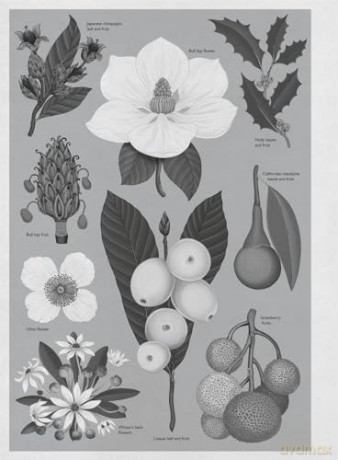 Arboretum Poster Book: 28 Pull Out Posters inside (Welcome To The Museum) - Royal Botanic Garden [KSIĄŻKA]