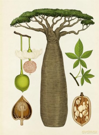 Arboretum Poster Book: 28 Pull Out Posters inside (Welcome To The Museum) - Royal Botanic Garden [KSIĄŻKA]