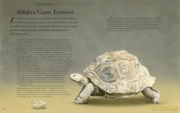 Beautiful: A Celebration of Evolution - William Spring [KSIĄŻKA]