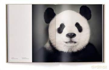 Between Us: Animal Portraits - Vincent Lagrange [KSIĄŻKA]