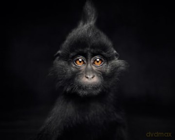 Between Us: Animal Portraits - Vincent Lagrange [KSIĄŻKA]
