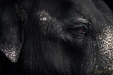 Between Us: Animal Portraits - Vincent Lagrange [KSIĄŻKA]