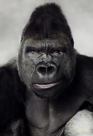 Between Us: Animal Portraits - Vincent Lagrange [KSIĄŻKA]