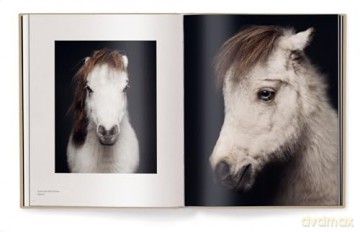 Between Us: Animal Portraits - Vincent Lagrange [KSIĄŻKA]