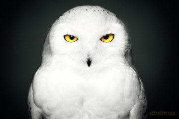 Between Us: Animal Portraits - Vincent Lagrange [KSIĄŻKA]