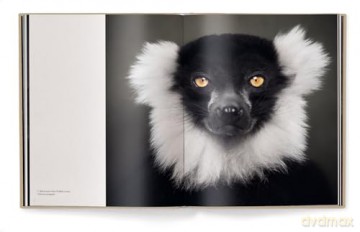 Between Us: Animal Portraits - Vincent Lagrange [KSIĄŻKA]