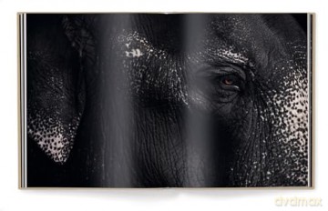Between Us: Animal Portraits - Vincent Lagrange [KSIĄŻKA]