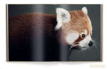 Between Us: Animal Portraits - Vincent Lagrange [KSIĄŻKA]
