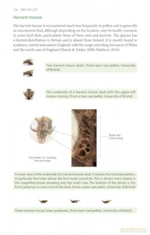 Bird Pellets: A Complete Photographic Guide (Pelagic Identification Guides) - Ed Drewitt [KSIĄŻKA]