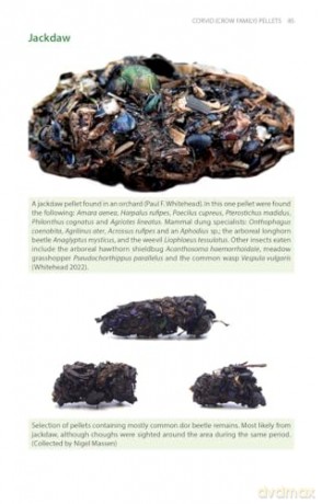 Bird Pellets: A Complete Photographic Guide (Pelagic Identification Guides) - Ed Drewitt [KSIĄŻKA]