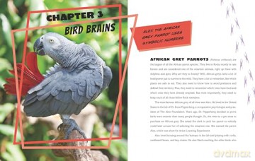 Calculating Chimpanzees, Brainy Bees, and Other Animals with Mind-Blowing Mathematical Abilities (Extraordinary Animals) - Stephanie Gibeault [KSIĄŻKA]