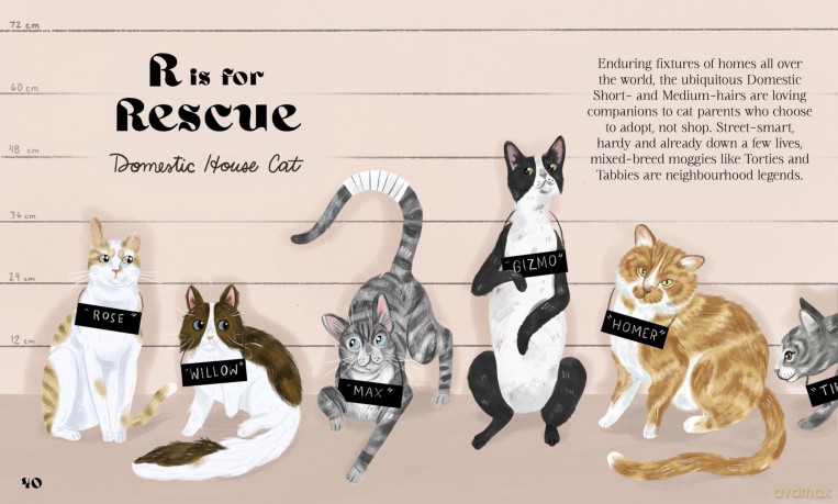 Catphabet: A whimsical celebration of our favourite feline friends, for fans of Grumpy Cat and What Cats Want - Harper By Design [KSIĄŻKA]