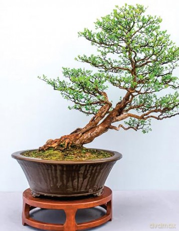 Complete Starter Guide to Bonsai: Growing from Seed or Seedling--Wiring, Pruning, Care, and Display - David Squire [KSIĄŻKA]