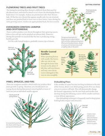 Complete Starter Guide to Bonsai: Growing from Seed or Seedling--Wiring, Pruning, Care, and Display - David Squire [KSIĄŻKA]