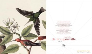Daring French Explorations: Trailblazing Adventures around the World: 1714-1854, Featuring Bougainville, Lapérouse, Dumont d'Urville, and more - Hubert Sagnires [KSIĄŻKA]