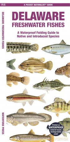 Delaware Freshwater Fishes: A Waterproof Folding Guide to Native and Introduced Species (Pocket Naturalist Guide) - Waterford Press [KSIĄŻKA]