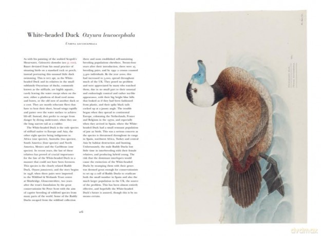 Ferdinand Bauer's Remarkable Birds - Jonathan Elphick [KSIĄŻKA]