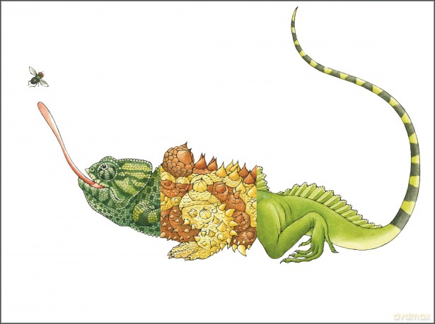 Flip-a-gator: Make Your Own Wacky Reptile!: 6 (Mix-and-Match Board Books) - Sara Ball [KSIĄŻKA]