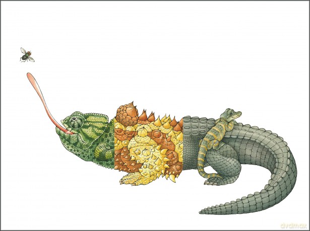 Flip-a-gator: Make Your Own Wacky Reptile!: 6 (Mix-and-Match Board Books) - Sara Ball [KSIĄŻKA]