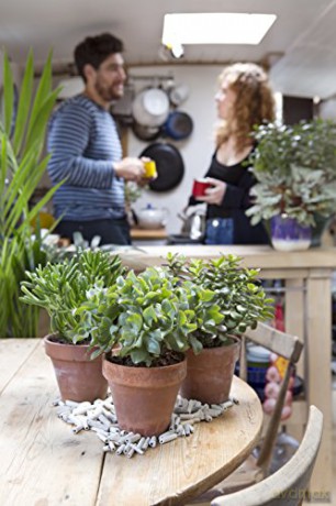 Get Plants: How to Bring Green into Your Life - Katherine Price [KSIĄŻKA]