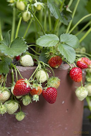 Get Plants: How to Bring Green into Your Life - Katherine Price [KSIĄŻKA]