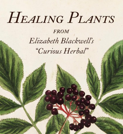 Healing Plants: From Elizabeth Blackwell's "Curious Herbal" (Tiny Folio) [KSIĄŻKA]