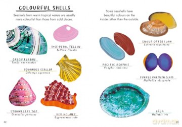 Hello Fossils and Shells (Little Guides to Nature) - Nina Chakrabarti [KSIĄŻKA]