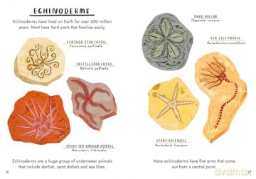 Hello Fossils and Shells (Little Guides to Nature) - Nina Chakrabarti [KSIĄŻKA]