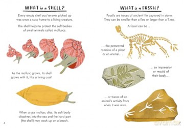 Hello Fossils and Shells (Little Guides to Nature) - Nina Chakrabarti [KSIĄŻKA]
