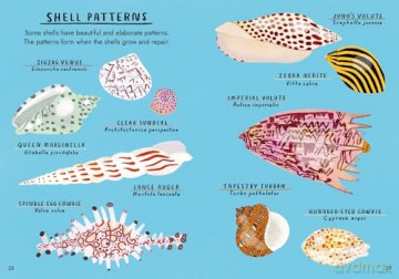 Hello Fossils and Shells (Little Guides to Nature) - Nina Chakrabarti [KSIĄŻKA]