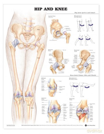 Hip and Knee - Anatomical Chart Com [KSIĄŻKA]