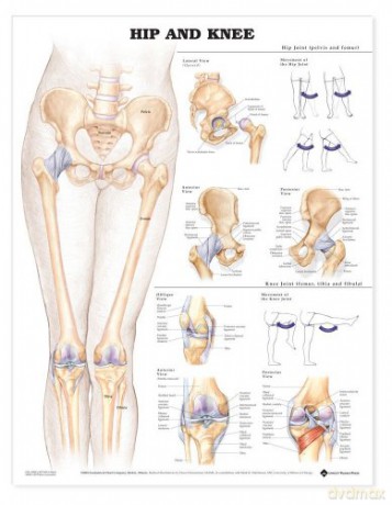 Hip and Knee - Anatomical Chart Com [KSIĄŻKA]