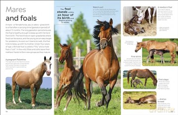 Horse: DK Eyewitness - Dk [KSIĄŻKA]