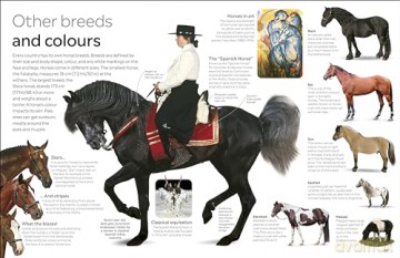 Horse: DK Eyewitness - Dk [KSIĄŻKA]
