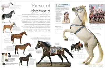 Horse: DK Eyewitness - Dk [KSIĄŻKA]