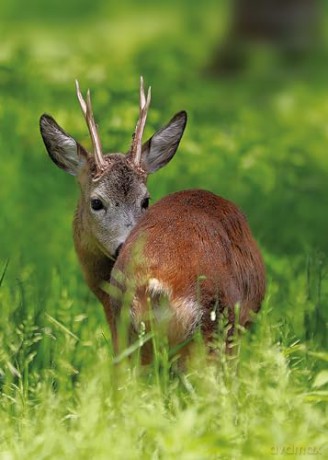 Hunting: The Ultimate Book - Peter Feierabend [KSIĄŻKA]