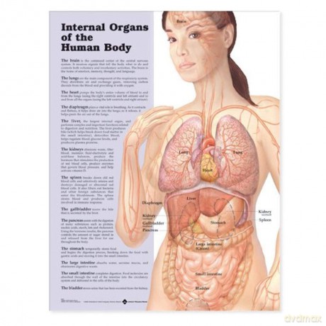Internal Organs of the Human Body [KSIĄŻKA]