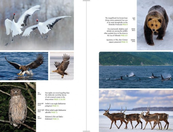 Japan: Hokkaido (Bradt Travel Guides) - Tom Fay [KSIĄŻKA]