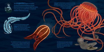 Lifesize Ocean Animals: Ocean creatures at their actual size in this new illustrated non-fiction adventure for children aged 3+ - Sophy Henn [KSIĄŻKA]