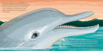Lifesize Ocean Animals: Ocean creatures at their actual size in this new illustrated non-fiction adventure for children aged 3+ - Sophy Henn [KSIĄŻKA]