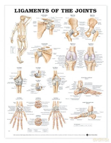 Ligaments Of The Joints Chart - Anatomical Chart Com [KSIĄŻKA]