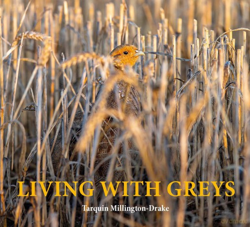 Living with Greys: A celebration of the grey partridge - T. Millington-Drake [KSIĄŻKA]
