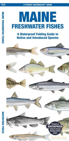 Maine Freshwater Fishes: A Waterproof Folding Guide to Native and Introduced Species (Pocket Naturalist Guide) - Waterford Press [KSIĄŻKA]