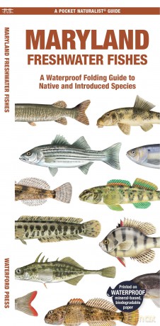 Maryland Freshwater Fishes: A Waterproof Folding Guide to Native and Introduced Species (Pocket Naturalist Guide) - Waterford Press [KSIĄŻKA]